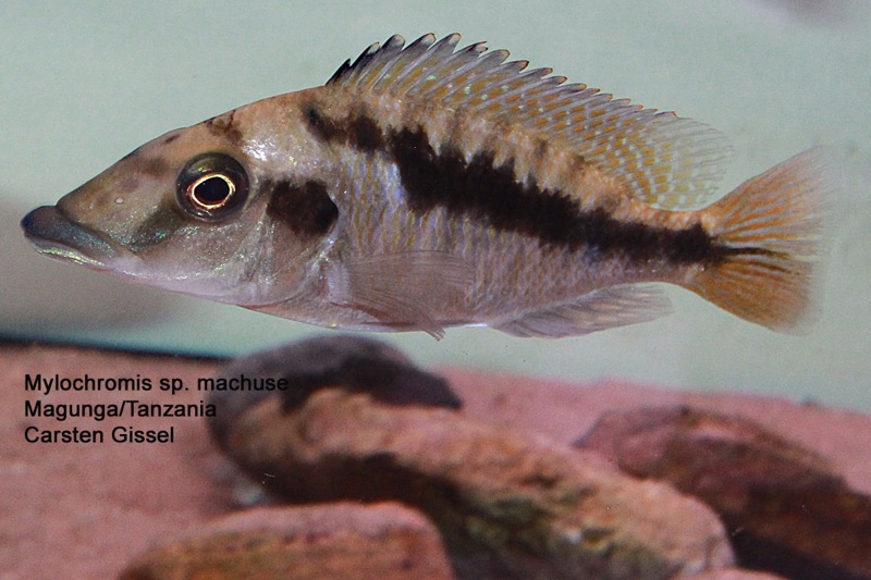 Mylochromis sp. 'mchuse' Magunga